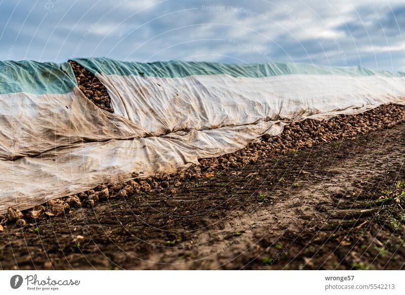 Sugar beets lie protected under tarpaulins at the edge of the field Sugar Beets Harvest harvest season cleared Interim storage Transport Processing