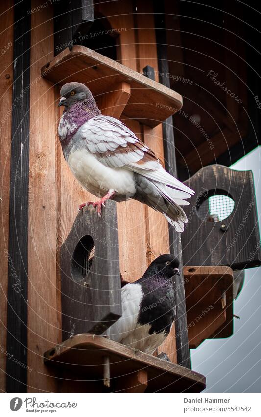 Wooden pigeon house with one pigeon on the door and one pigeon sitting in the entrance. Both pigeons look at the camera in rainy weather. In the background - dark gray sky.