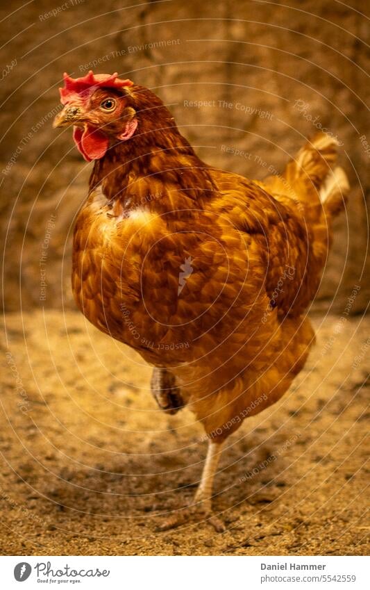 Golden shiny chicken stands in a chicken coop illuminated with warm light. One claw / leg is retracted. The chicken looks with one eye directly into the camera. In the background there is a blurred natural stone wall.