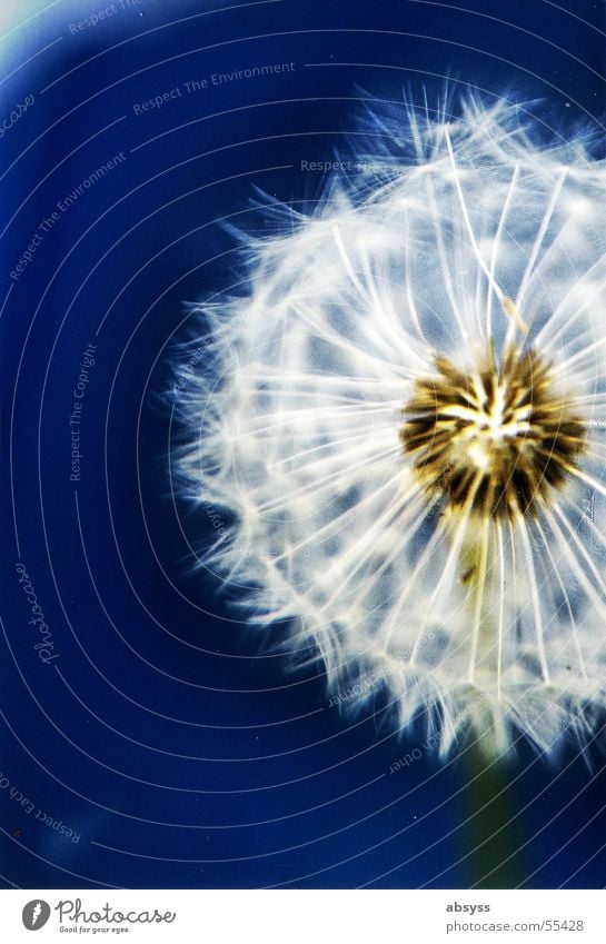 Blow Blue 2 Plant Flower Dandelion Air White Autumn Seasons Summer Wind Nature