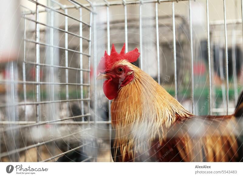 A breeding cock in a cage in a chicken breeding exhibition -close up animal portrait Rooster fowls Breeding exhibition Animal show Chicken show Exhibition