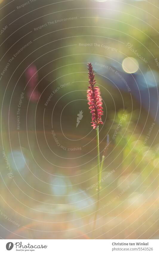 Pretty pink flower Blossom knotweed a flower blurred bokeh Lens Reflection Shallow depth of field Flower Plant Nature Blossoming blurriness Summer Autumn