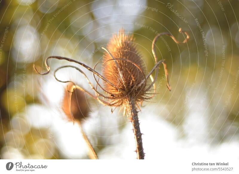 Wild Card wild card Wild plant Thorny Shallow depth of field Summer Plant Nature Weaver's Card Shriveled Faded seed stand Teasel Transience Brown naturally