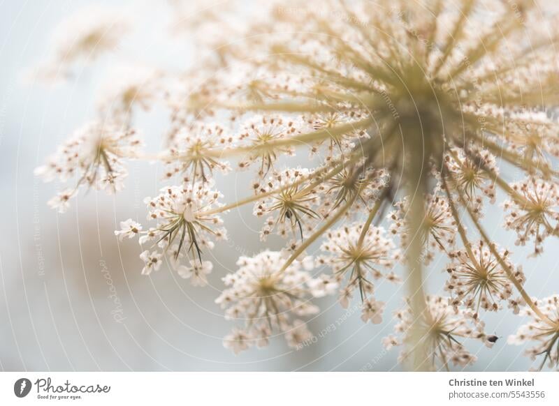 delicate white umbels Wild plant Wild carrot Apiaceae Flower umbel Plant Umbellifer Summer Insect repellent Environment Nature wild flower Blossoming