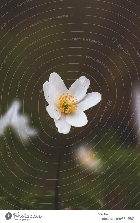 Close-up of a spring plant, Anemone nemorosa, in a forest stand during morning light. Biodiversity of nature anemone nemorosa colourful medicine growth gold