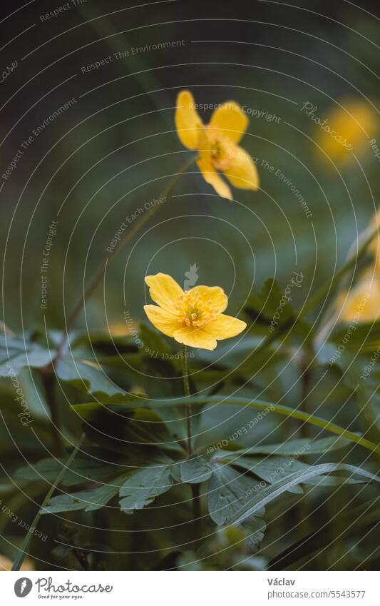 Close-up of a spring plant, Anemone ranunculoides, in a woodland stand during morning light. Biodiversity of nature anemone ranunculoides colourful medicine