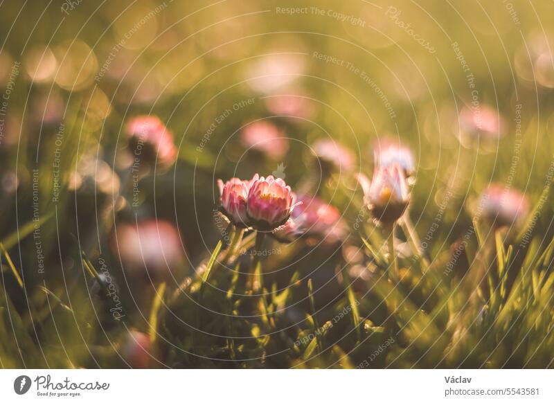 Close-up of the spring daisy plant, Bellis perennis, during the golden hour in the early evening. The colourful beauty of Mother Nature bellis perennis medicine