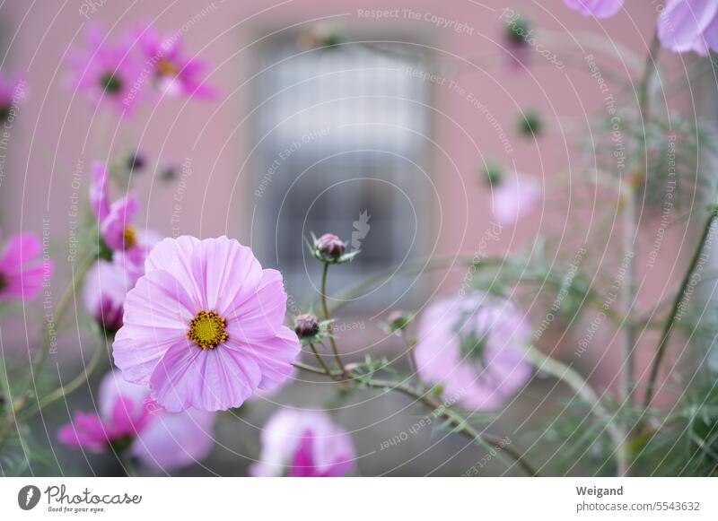 Pastel pink flower in foreground as part of a whole shrub with fresh buds planted in front of a rora red house facade blurred in the background overlooking a window