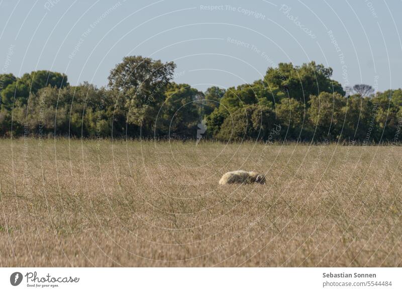 Lonely sheep at field with dry grass in Bardenas Reales, Navarra, Spain nature animal landscape bardenas reales bardena negra travel badlands mountain view