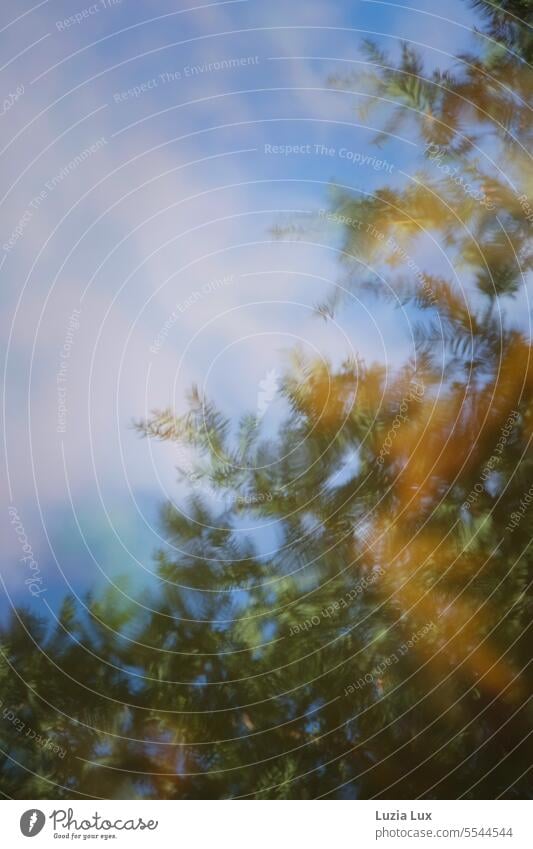 Branches of coniferous wood, autumn light and blue sky with sheep clouds reflected in water Twig Coniferous trees branches Green Gold Light golden october