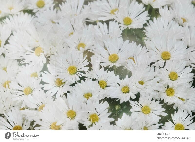 Many daisy flowers photographed through the shop window of an old nursery White Green steamed-up window Glass Light Marguerite Blossom Flower Pane Greenhouse