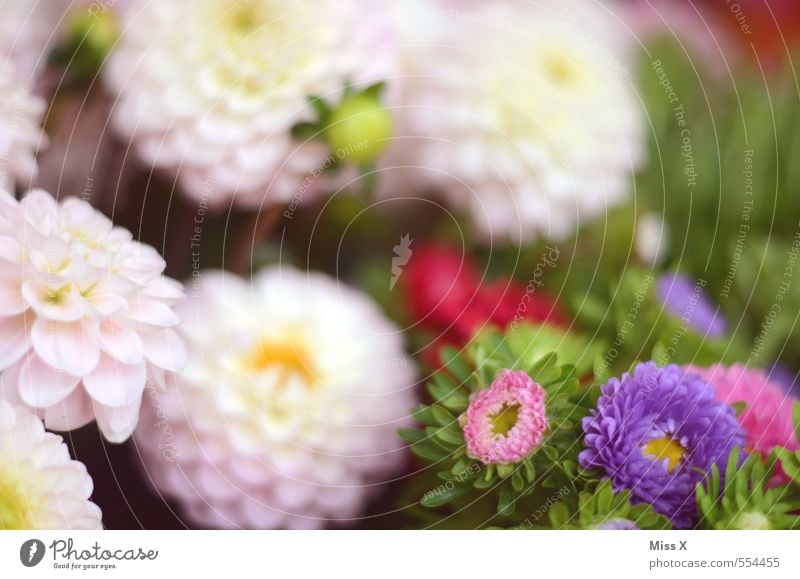 dahlias Garden Nature Plant Summer Autumn Flower Blossom Blossoming Fragrance Pink Dahlia Bouquet Florist Flower shop Violet Flowering plants Colour photo