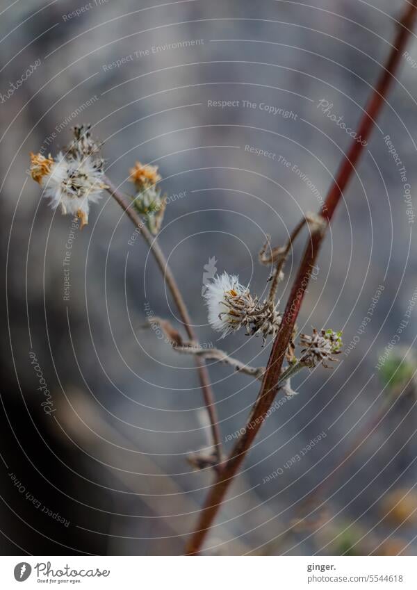 Shrub by the wayside shrub Nature Plant Exterior shot Shallow depth of field Colour photo Close-up Detail naturally Deserted Environment Day blurriness