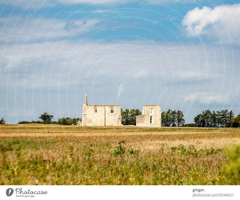 Ruin - Île de Ré Old Field trees Bushes Exterior shot Deserted Colour photo Day Decline Transience Broken Wall (barrier) Wall (building)