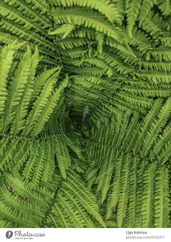 Green plant background Plant Deserted Colour photo Light Day Garden Window pane Transparent Nature Pane greenery green background plants Forest