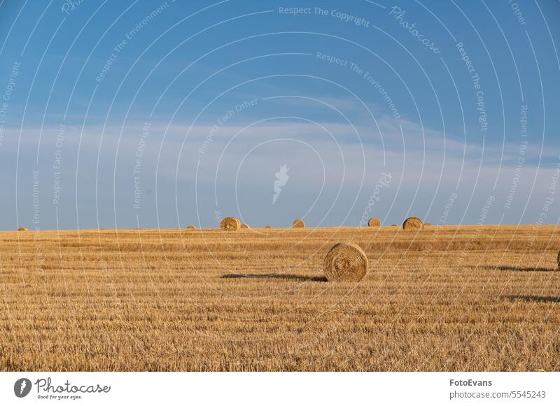 Straw bales on harvested field with  many hay bales  in horizon copyspace nature day Rural straw agriculture summer cereal farm ranch stubble Sunny landscape