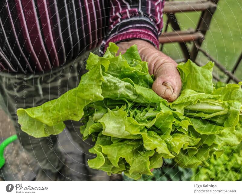 Farmer giving fresh salad Salad Plant Vegetable Fresh Food Nature Lettuce Agriculture Garden Natural Nutrition Vegetarian diet Green Greenhouse farming Hand