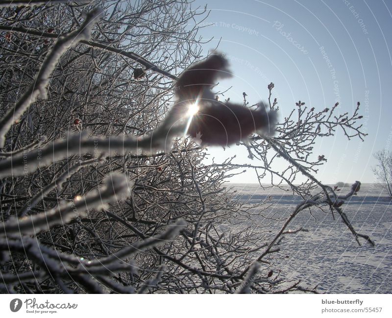 Rosehips in front of the sun Thuringia Red Bushes Winter Exterior shot Nature Sun Snow Joy Freedom heat and cold Dog rose