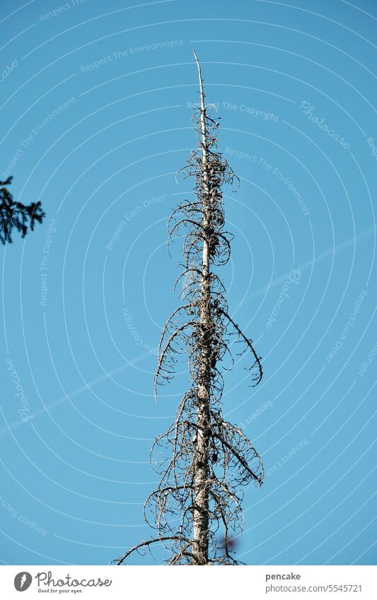 oh tannenbaum | and out of the dream fir tree Forest death Climate Climate change Environment Environmental protection Tree Death of a tree Ecological disaster