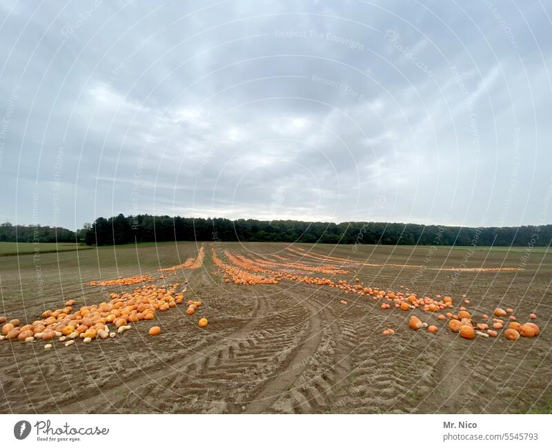 pumpkin season Agriculture Thanksgiving Orange Harvest Decoration Hallowe'en Autumn Pumpkin pumpkins Crops Field acre Plant Rural Country life