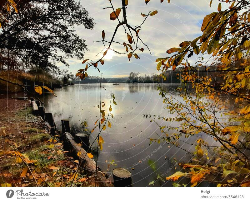 Autumn at the lake Autumnal colours Lake Lakeside construction shrub Branch Leaf Water Sky Seasons autumn mood Nature Exterior shot Autumn leaves autumn colours