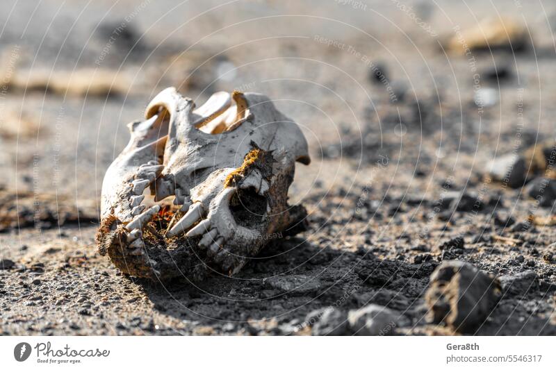 skull of a dog on a city street in Ukraine close up Belgorod Crimea Donetsk Kharkiv Kherson Zaporozhye anatomy animal animal head animal skull bakhmut bones