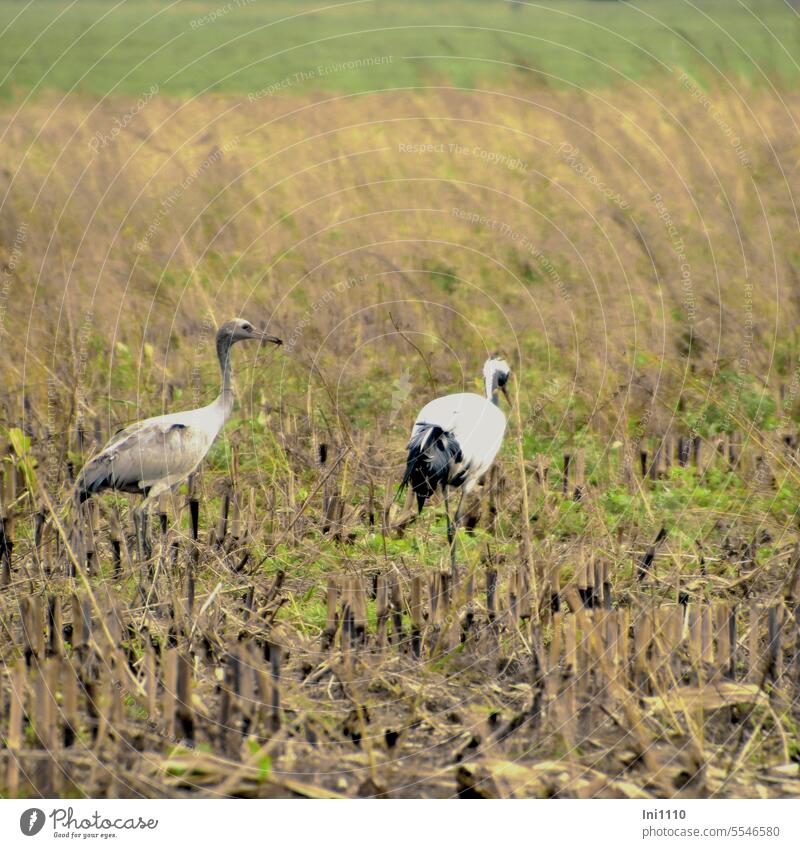 Cranes foraging among the maize stubble animals birds Migratory birds Eurasian crane grey crane Grus grus Two animals old animal young animal Agriculture Field