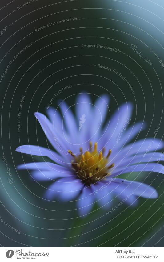 Here I am... Aster Autumn Season Blossom Flower flourished autumn aster Delicate fligran inboard Blue light blue