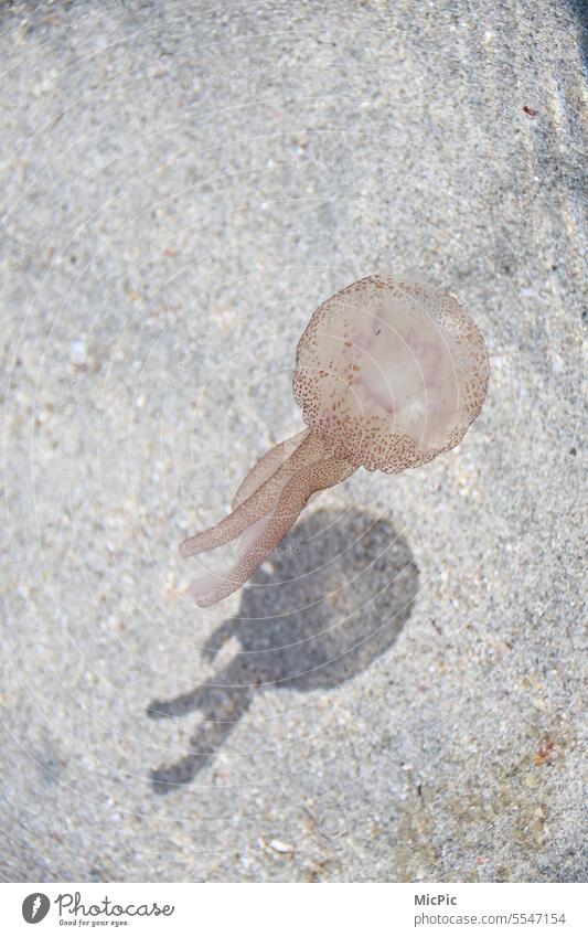 The dance of the fire jellyfish Lion's mane jellyfish light jellyfish Jellyfish Ocean Water Nettle animal Tentacle Transparent Animal Hover Colour photo