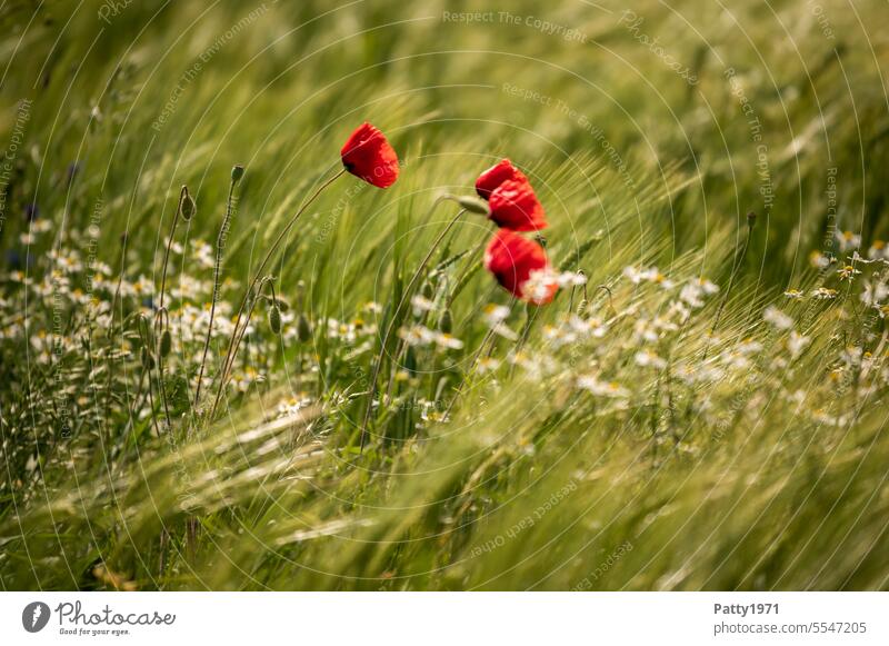 Red poppy in wheat field swaying in the wind Poppy Corn poppy Field Wind Movement Flower Nature Poppy blossom Blossom Summer Landscape Idyll Plant red poppy