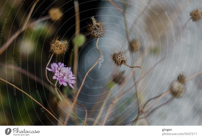 Blooming coastal flower in the round dance of withered flowers - cycle of life Flower Blossom Narrow Dried out plants Stalk Wild plant Life