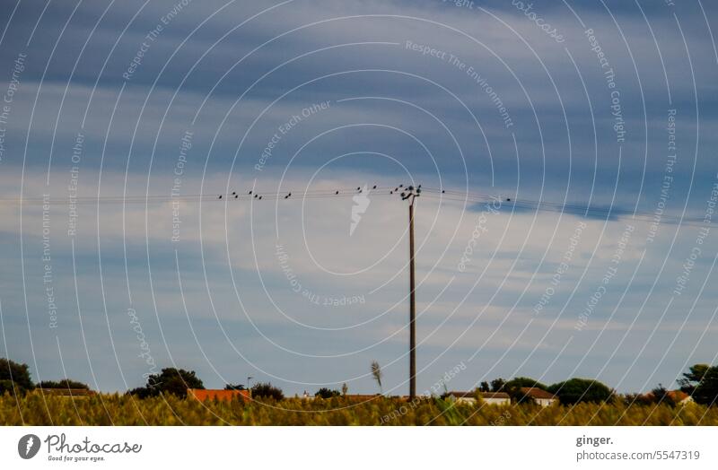 ... and in the distance birds sitting on power lines Power lines Electricity pylon Sit rest Tall Sky Blue Clouds Summer Rural Flat Horizon Pole one Many Bird