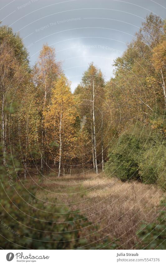 Birches in autumn Birch tree Birch wood Autumn Autumnal Autumn leaves Autumnal colours Bog Rhön Tree Tree trunk Forest clearing Nature Nature reserve