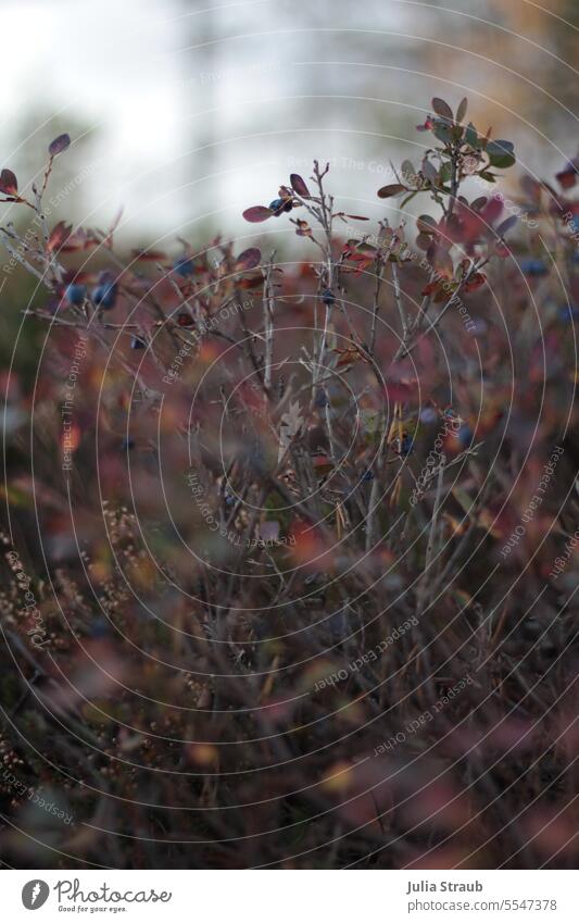 last blueberries in autumn blueberry Black Moor Rhön Branches and twigs Nature Blue wine-red leaves