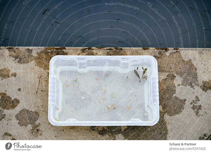 On the concrete floor next to a body of water is a transparent rectangular bowl with caught fish Aquqristics Water Fish Flock Aquarium Captured Freedom