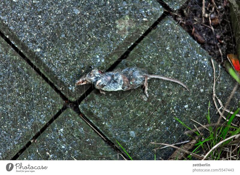 Death dead case of death Animal Mouse shrew Corpse Lie deceased Mammal Wild animal pest garden pest Sacrifice predator shot succumb Prey Hunting hunt booty Pelt