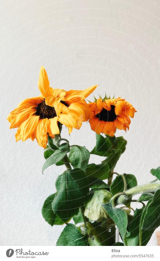 Withered sunflowers in front of white stick Sunflowers withered Limp White Faded Transience Wall (building) Decline Old Plant sad age Blossom Shriveled