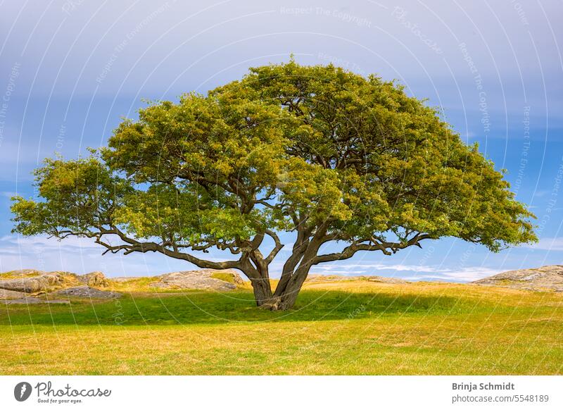 A majestic solitary tree standing above the Baltic Sea coast at Hammershus castle ruin in the north of Bornholm, Denmark denmark attraction construction