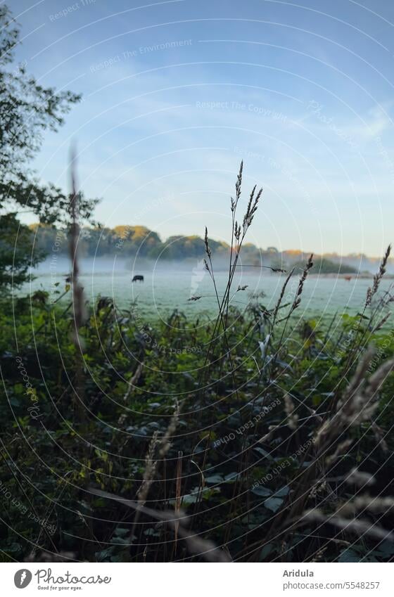 Morning mood | pasture with cows and grasses in fog in the morning Nature Landscape Dawn Morning fog morning mood Fog Willow tree Meadow Sky Sunrise Calm Idyll