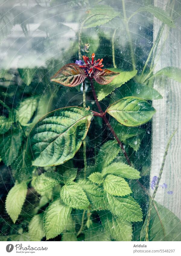 Flowering plant behind a glass pane Plant Green Slice Pane Window Greenhouse Blossom Blossoming Glass Window pane leaves Reflection Tropical greenhouse