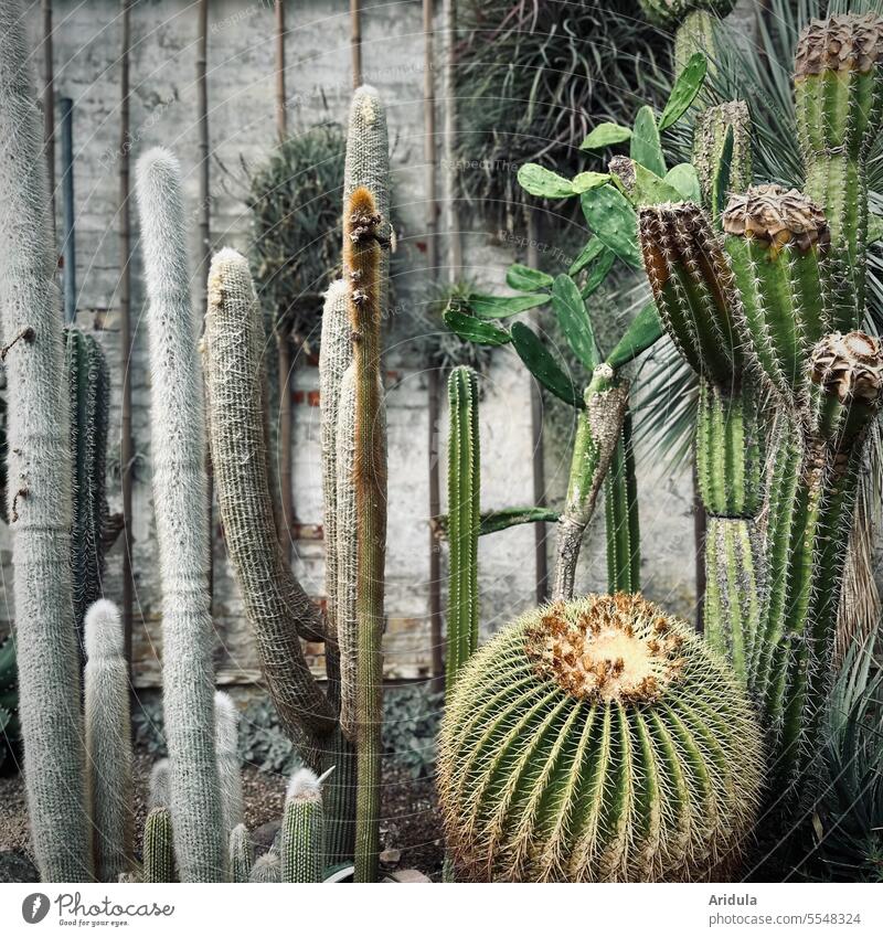 Various cacti in front of concrete wall Cactus Plant Botany Thorn botanical Thorny Exotic Green Tropical Greenhouse Garden Rock garden Dry Desert