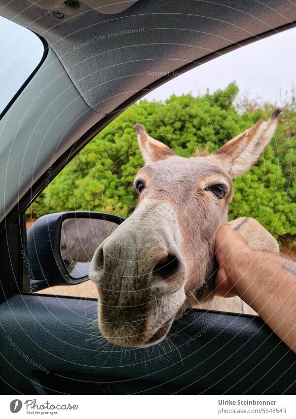 Curious donkey lets itself be stroked through the car window Donkey Animal Love of animals Caress Sardinia Animal portrait Mammal Farm animal Altopiano di Golgo