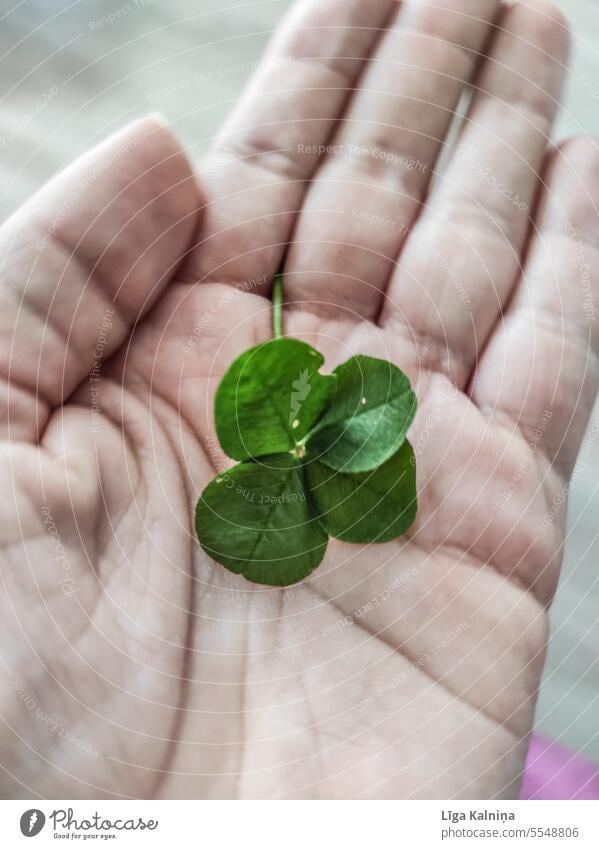 Lucky four leaf clover 🍀 Four-leafed clover Clover Plant Good luck charm Cloverleaf Happy Symbols and metaphors Colour photo Close-up Four-leaved Green Success