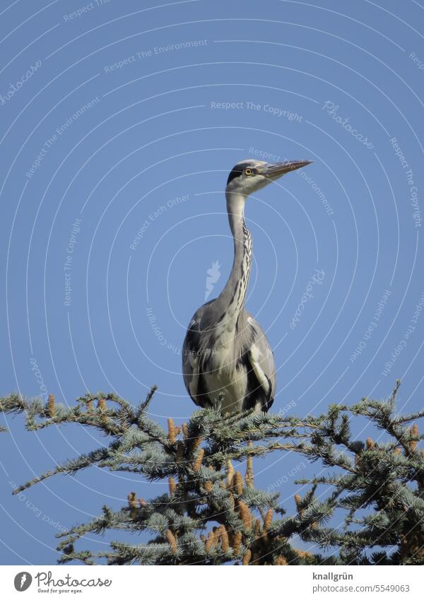 Grey heron on tree top Bird Animal Heron Exterior shot Nature Wild animal Colour photo Day Sky Blue sky Cloudless sky Gray Tree Coniferous trees Deserted 1