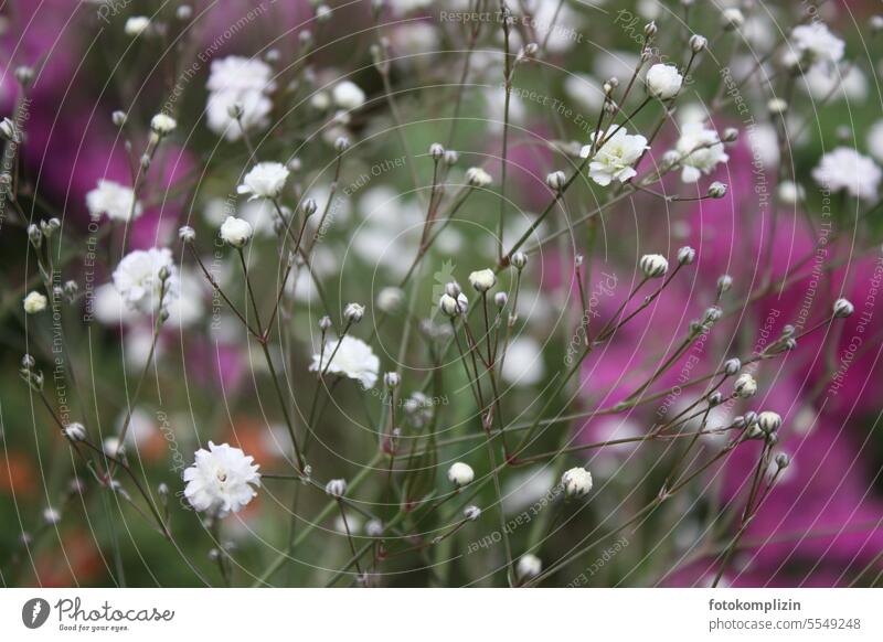 Gypsophila flowers Baby's-breath blossoms White Fine white-green Dreamily Soft delicate colours spring feeling romantic tender tones delicate blossoms