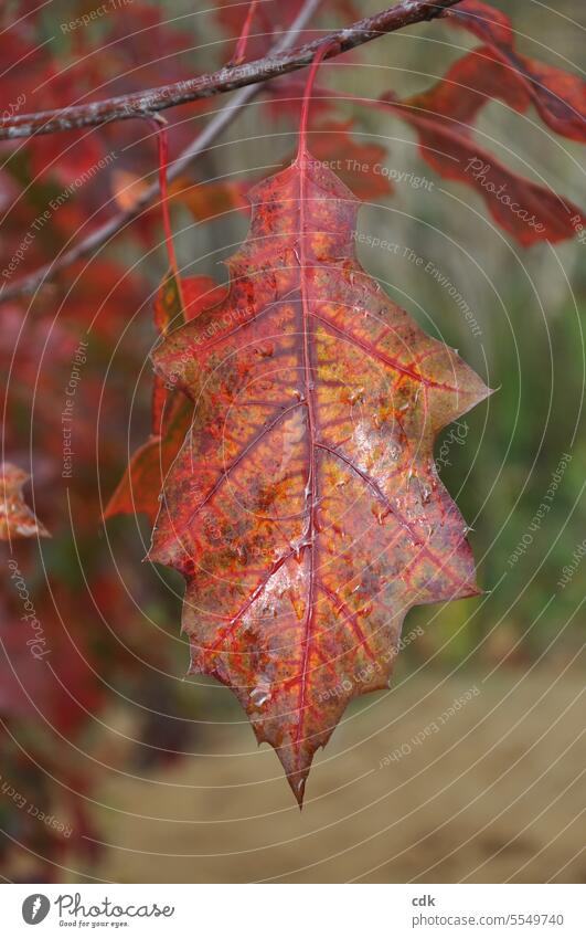 Autumn red colored marsh oak leaves in the park after a rain shower. Leaf Plant Autumnal Autumnal colours Autumn leaves Nature Environment Brown Automn wood