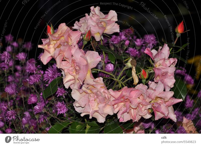 Flower magic | a rose petal wreath on purple autumn asters at night in an allotment garden. Blossom blossoms Nature Plant Blossoming naturally Exterior shot