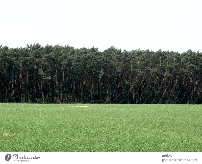 Tricolor in nature Forest Meadow Nature Landscape Green Grass Sky Environment Summer Field Clouds Horizon Deserted Agriculture acre Stripe Bright Contrast Rural