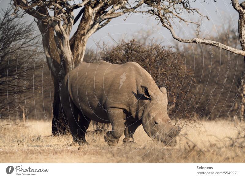 wildlife Rhinoceros South Africa Safari Wild animal Animal Exterior shot Colour photo Nature Vacation & Travel Animal portrait Tourism Far-off places Trip