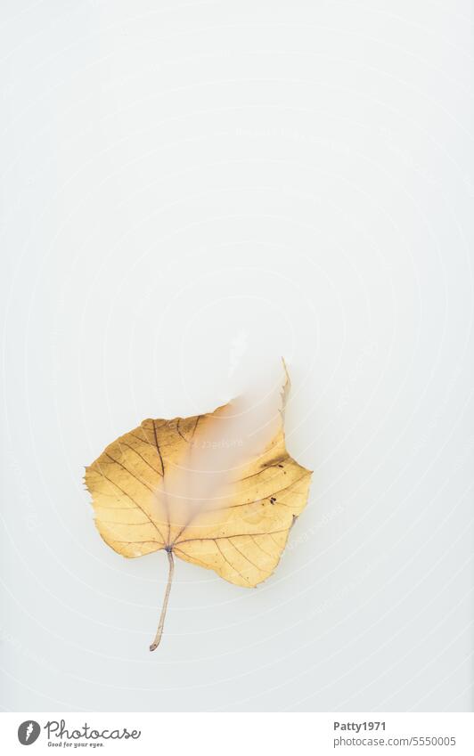 Withered leaves/leaves floating in a milk bath. Autumn, wellness and cosmetics Leaf foliage Milk be afloat Delicate Dreamily Spa Wellness Transience Cosmetics